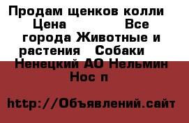 Продам щенков колли › Цена ­ 15 000 - Все города Животные и растения » Собаки   . Ненецкий АО,Нельмин Нос п.